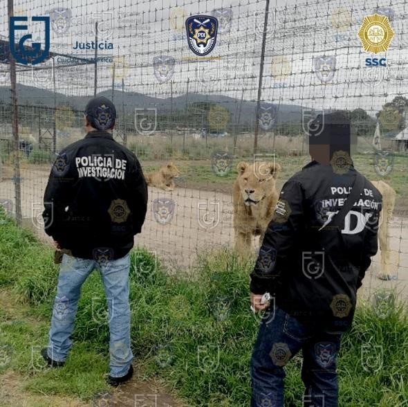 Aseguran Autoridades en la CDMX, Refugio de Animales Salvajes