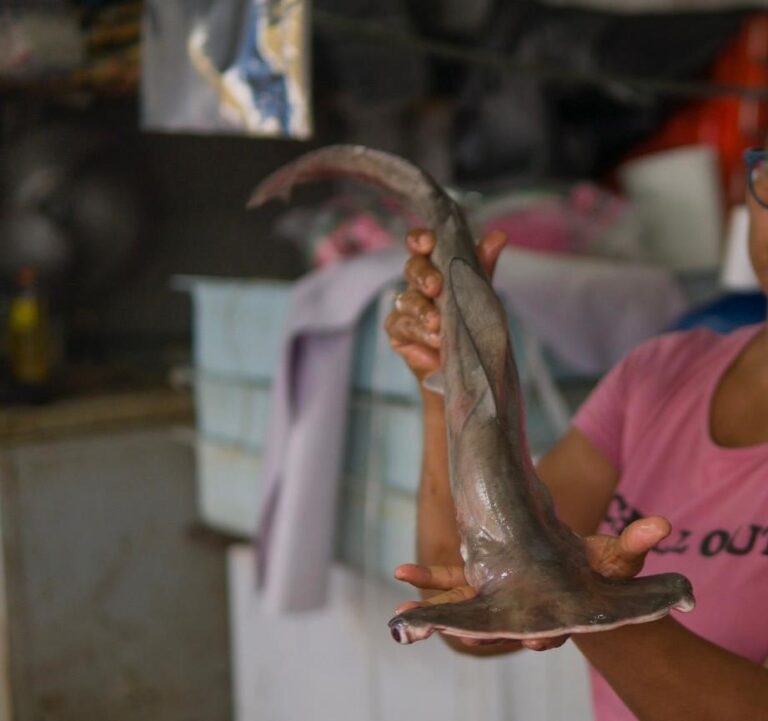 Falso, el 31.5% de «Bacalao» que se Vende en México; lo Sustituyen por Tilapia o Tiburón: Oceana