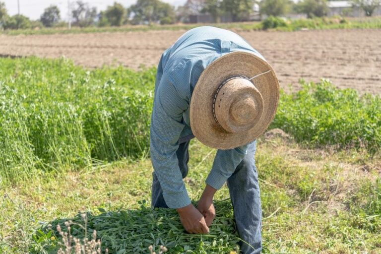 Crece 100 mdd el Valor de Plaguicidas Ilegales en México: UMFFAAC