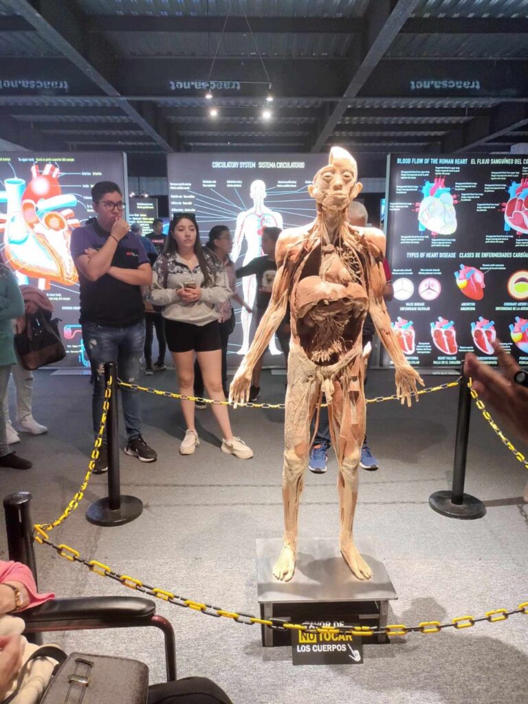 Gran Exito en Querétaro de la Expo «Bodies: Cuerpos Humanos Reales»