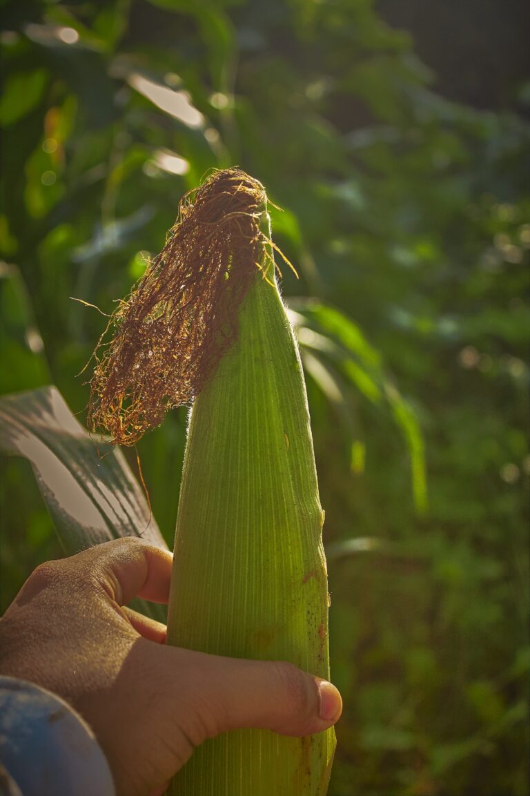 México va Para Atrás en Investigación, Cultivo y Consumo de Maíz: UMFFAAC