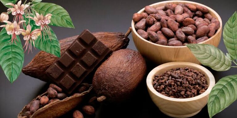 Contribuyen Programas Prioritarios, al Crecimiento de Producción de Cacao en Regiones de México: Agricultura