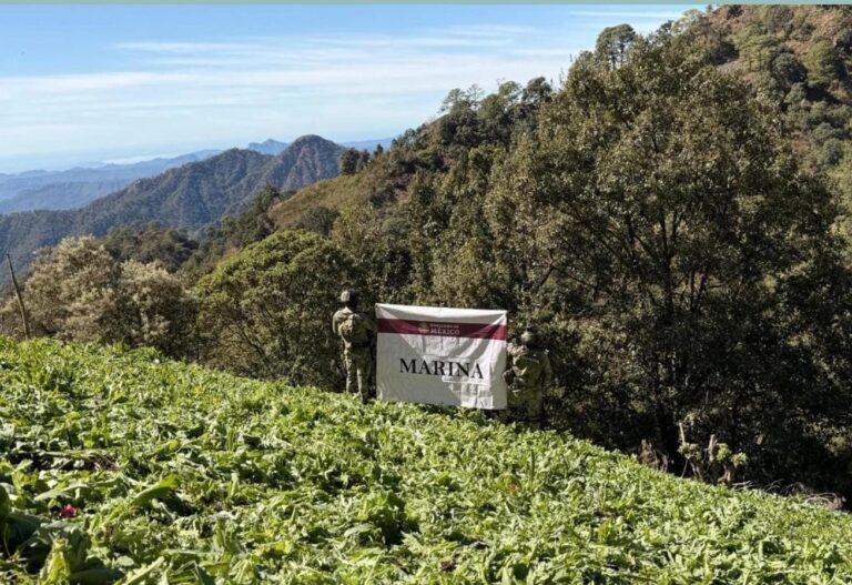 Marina Localiza y Erradica Plantíos de Amapola en el Estado de Nayarit